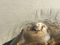 Chelonibia testudinaria