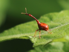Paracycnotrachelus