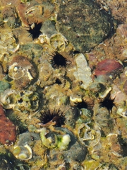 Abudefduf declivifrons