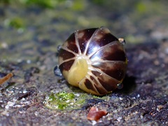 Glomeridae
