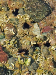 Abudefduf declivifrons