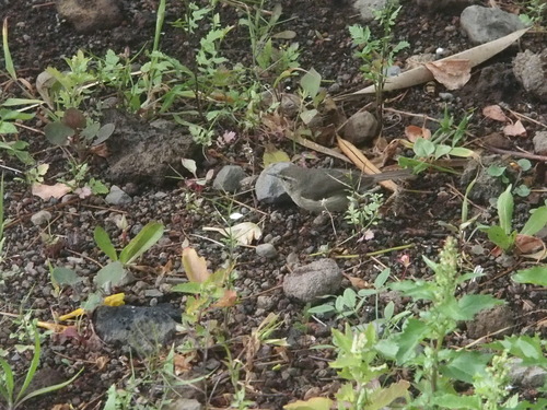 Phylloscopus canariensis