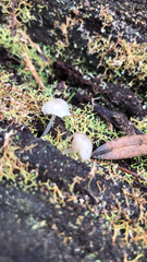 Roridomyces austrororidus