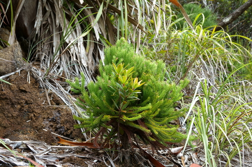 Callitris neocaledonica observed 2020-09-13