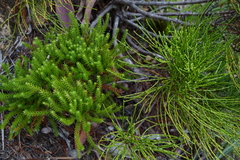 Callitris neocaledonica