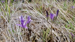 Brodiaea rosea rosea