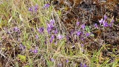 Brodiaea rosea rosea