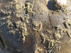 Phragmatopoma caudata