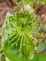 Malaxis brachyrrhynchos