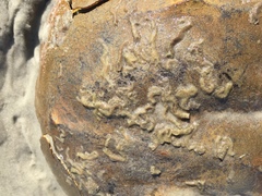 Phragmatopoma caudata