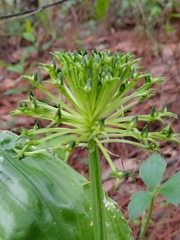 Malaxis brachyrrhynchos