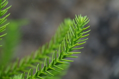 Callitris neocaledonica