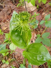 Malaxis brachyrrhynchos