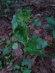 Malaxis brachyrrhynchos