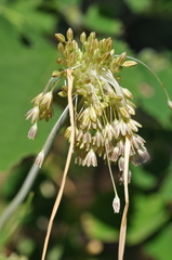 Allium paniculatum