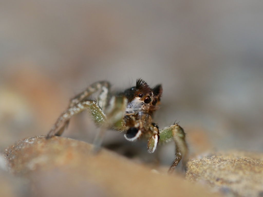Habronattus americanus
