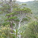 New Caledonia Cypress-Pine - Photo (c) Emilie Ducouret, some rights reserved (CC BY-NC-ND), uploaded by Emilie Ducouret
