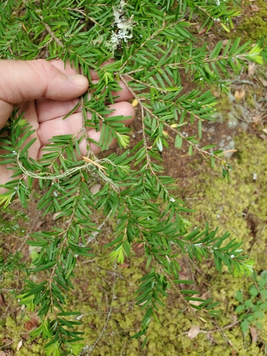 western hemlock