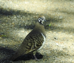 Geophaps scripta scripta