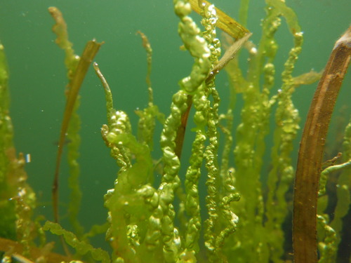 Ulva intestinalis