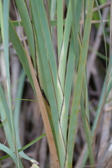 Machaerina deplanchei