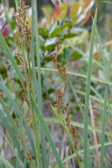 Machaerina deplanchei
