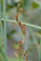 Machaerina deplanchei