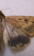 Helicoverpa armigera conferta