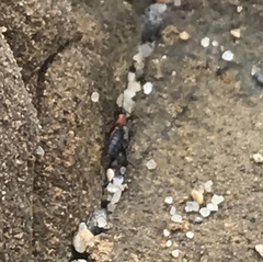Endeodes collaris