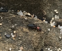Endeodes collaris