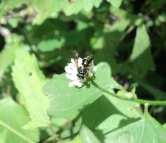 Hypanthidium yucatanicum