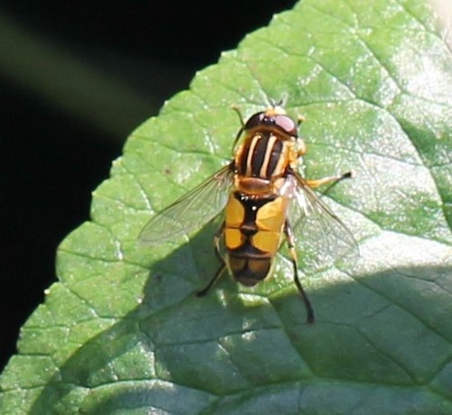 Woolly-tailed Marsh Fly