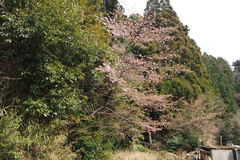 Prunus