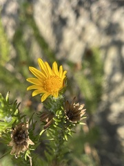 Euryops brachypodus
