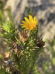 Euryops brachypodus