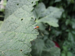 Thaumatomyia rubida
