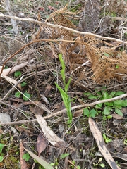 Pterostylis chlorogramma