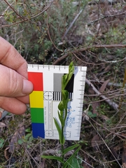 Pterostylis chlorogramma