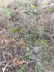 Pterostylis chlorogramma