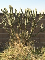 Cactaceae