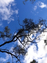 Pterostylis chlorogramma