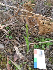 Pterostylis chlorogramma