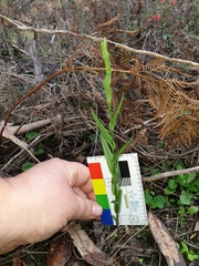 Pterostylis chlorogramma