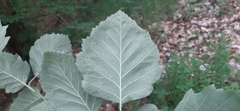 Karpatiosorbus