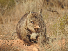 Lasiorhinus latifrons