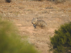 Lasiorhinus latifrons