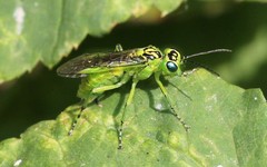 Rhogogaster chlorosoma