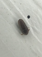 Trixagus chevrolati