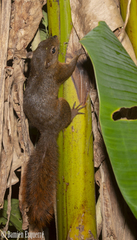 Sciurus granatensis