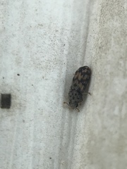 Synchita parvula
